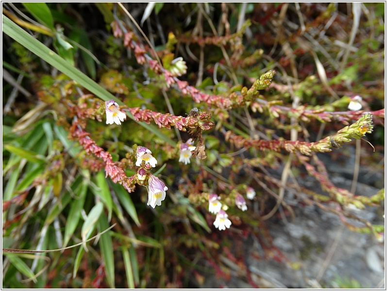 2014-09-29 12-54-15玉山小米草.JPG